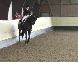 dressage horse Weltis (Hanoverian, 2005, from Weltissimo 3)