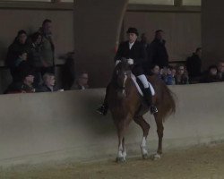 dressage horse Ravell Mondial (Oldenburg, 1999, from Rubino Rosso)