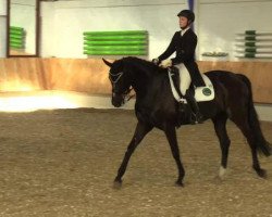 dressage horse Rapunzel 154 (Oldenburg, 2003, from Rubin Royal OLD)