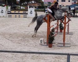 jumper Coupsta K (German Sport Horse, 2014, from Coupie)