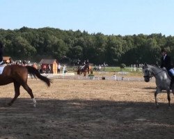 jumper Gaspacho's Top (Hanoverian, 1998, from Graf Top)