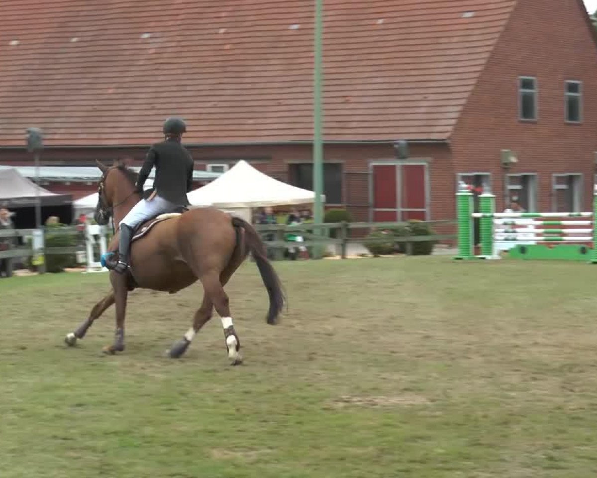 broodmare Rossana (Hanoverian, 2001, from Ramires)