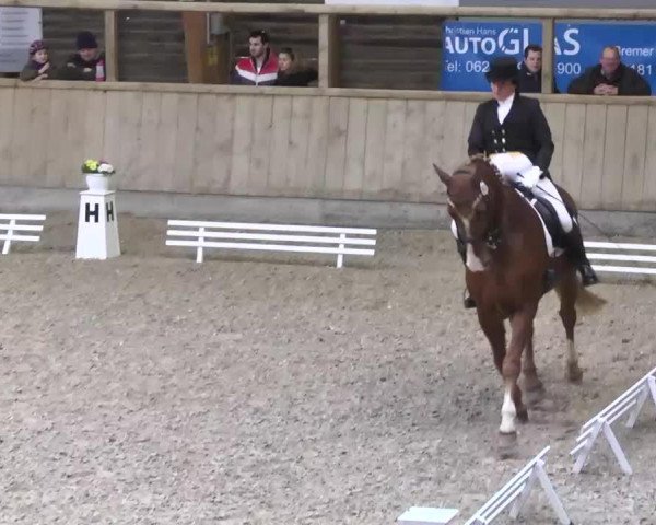 dressage horse Wolpino (Hanoverian, 2005, from Wie Weltmeyer)