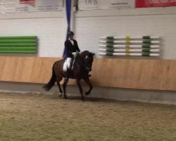 dressage horse Sambas Sapphire (German Sport Horse, 2007, from Samba Hit I)