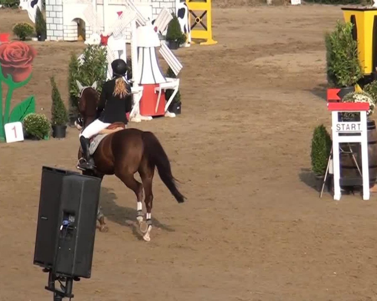 jumper Miro 156 (German Riding Pony, 1998, from Mac Geyver)