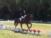 dressage horse Calvin 53 (Holsteiner, 1996, from Cambridge)