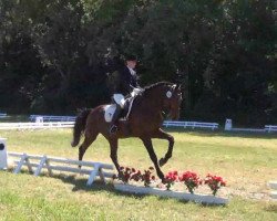 dressage horse Calvin 53 (Holsteiner, 1996, from Cambridge)