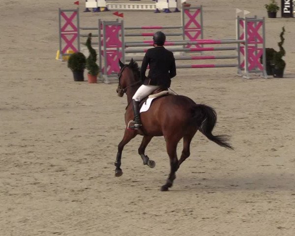 Reitturnier Westergellersen 2021