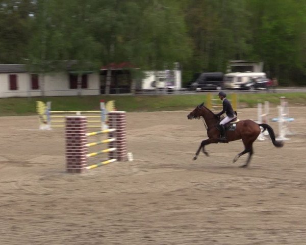 Reitturnier Lgl.-Oberhain, B95 2021