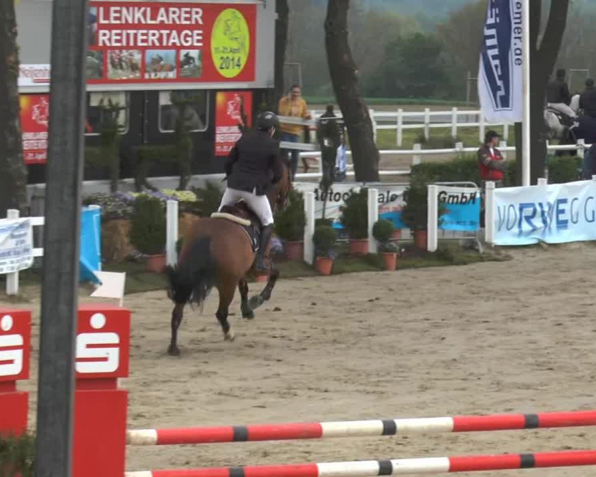 jumper Abdullah 27 (Westphalian, 1999, from Acord II)