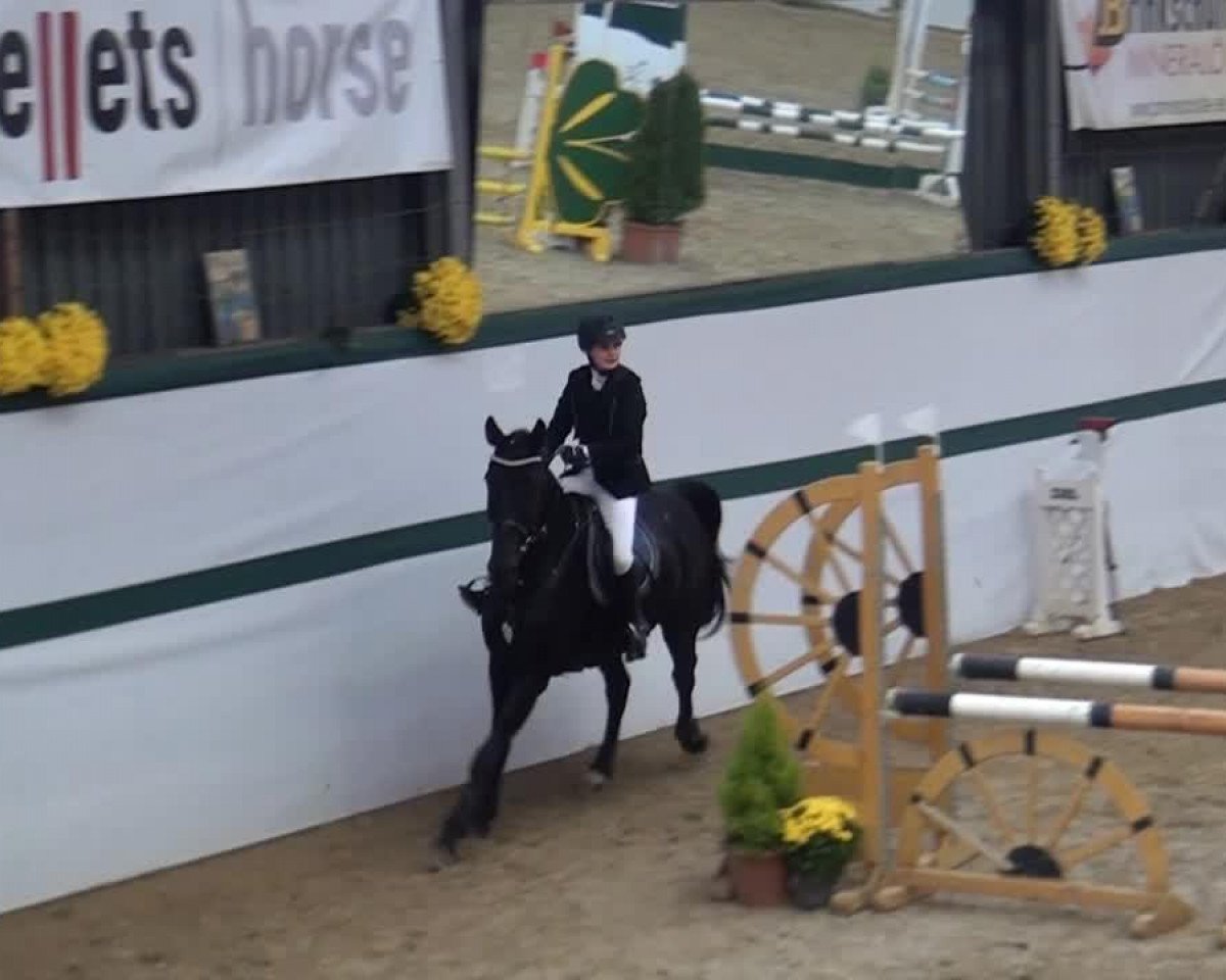 jumper Action In Black 2 (Oldenburg show jumper, 2003, from Acobat II)