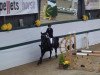 jumper Action In Black 2 (Oldenburg show jumper, 2003, from Acobat II)