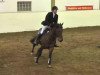 dressage horse Lianos 6 (Westphalian, 1995, from Libero H)