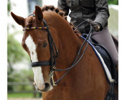 dressage horse Charly Wrt (Holsteiner, 1998, from Chagallo)