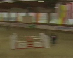 jumper Cederic 5 (KWPN (Royal Dutch Sporthorse), 2003, from Concorde)