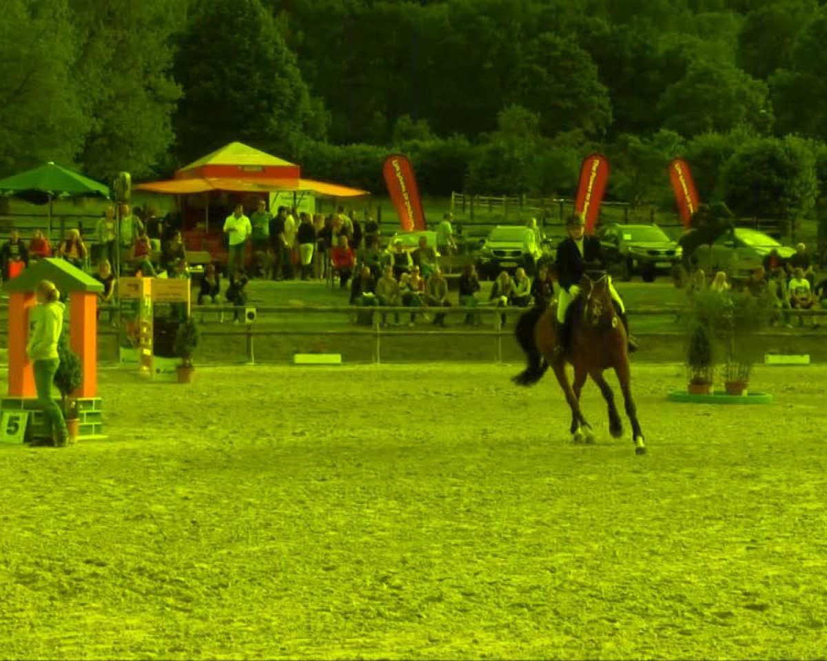 Springpferd Ricon (Westfale, 2003, von Rolls Royce)
