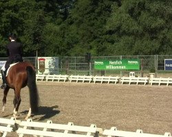 dressage horse Walparaiso 2 (Rhinelander, 2004, from Weltrubin)