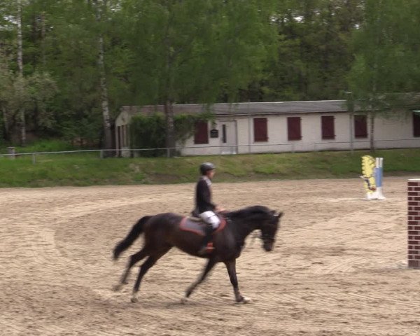 Reitturnier Lgl.-Oberhain, B95 2021
