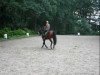 dressage horse Santiago 128 (Westphalian, 1997, from Saint Tropez)