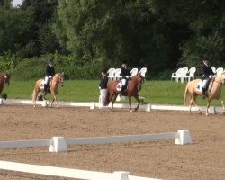 dressage horse Dianmay (German Riding Pony, 2005, from Dornik B)