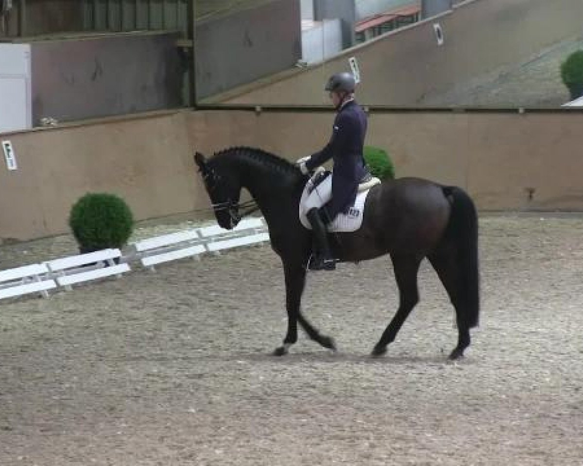dressage horse Walencios Dream (Hanoverian, 2005, from Wolkentanz I)
