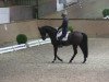 dressage horse Walencios Dream (Hanoverian, 2005, from Wolkentanz I)