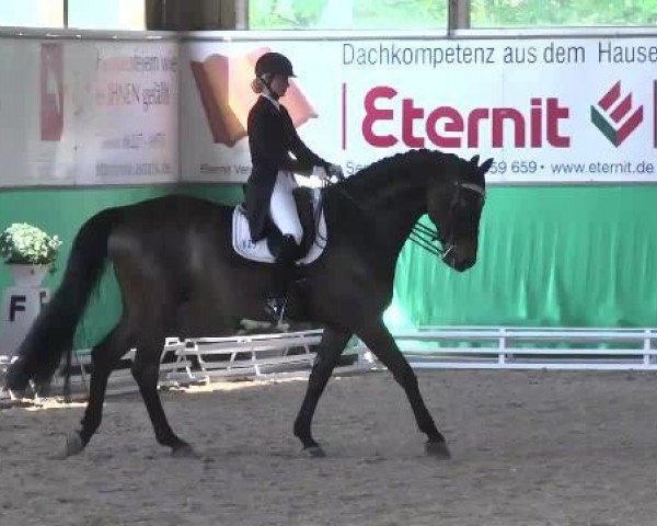 dressage horse Cajetan 3 (Bavarian, 2004, from Charming 8)