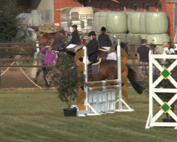 dressage horse Rossini 173 (Oldenburg, 1999, from Rubino Rosso)