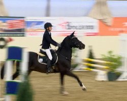 jumper Vanloo 2 (German Riding Pony, 1997, from Varell)