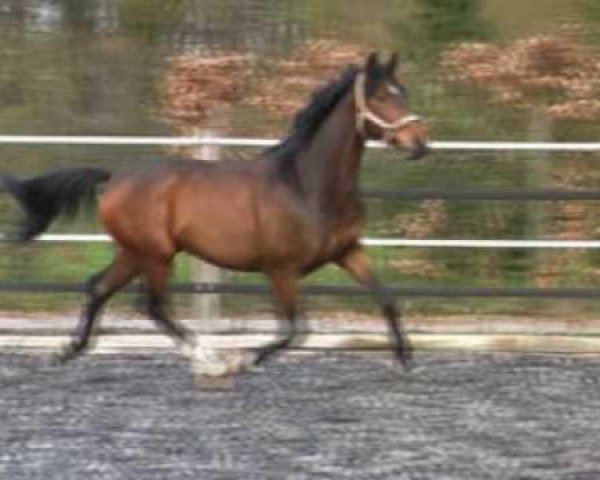 dressage horse Showdown 10 (Westphalian, 2005, from Show Star)