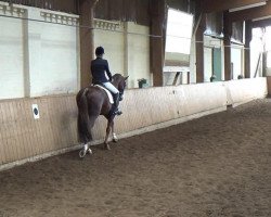 dressage horse Der Checker (Hanoverian, 2006, from Dimaggio)