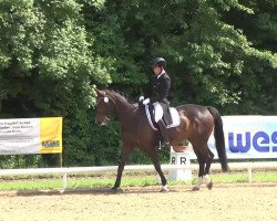 dressage horse Florentine 66 (Bavarian, 2003, from Florestano)