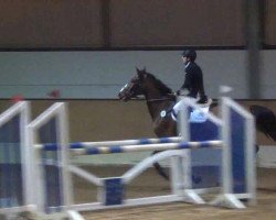 jumper Ribery 11 (Hanoverian, 2004, from Raphael)