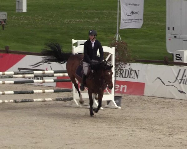 Reitturnier Westergellersen 2021