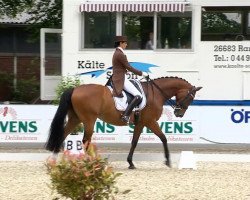 dressage horse Extra Klasse (Oldenburg, 1999, from Landjuwel Gold)