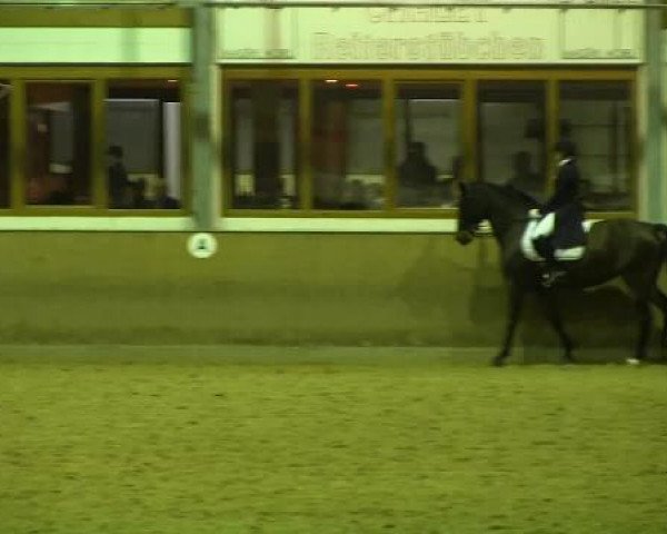 dressage horse Die Suesse (Oldenburg, 2002, from Diamond Hit)