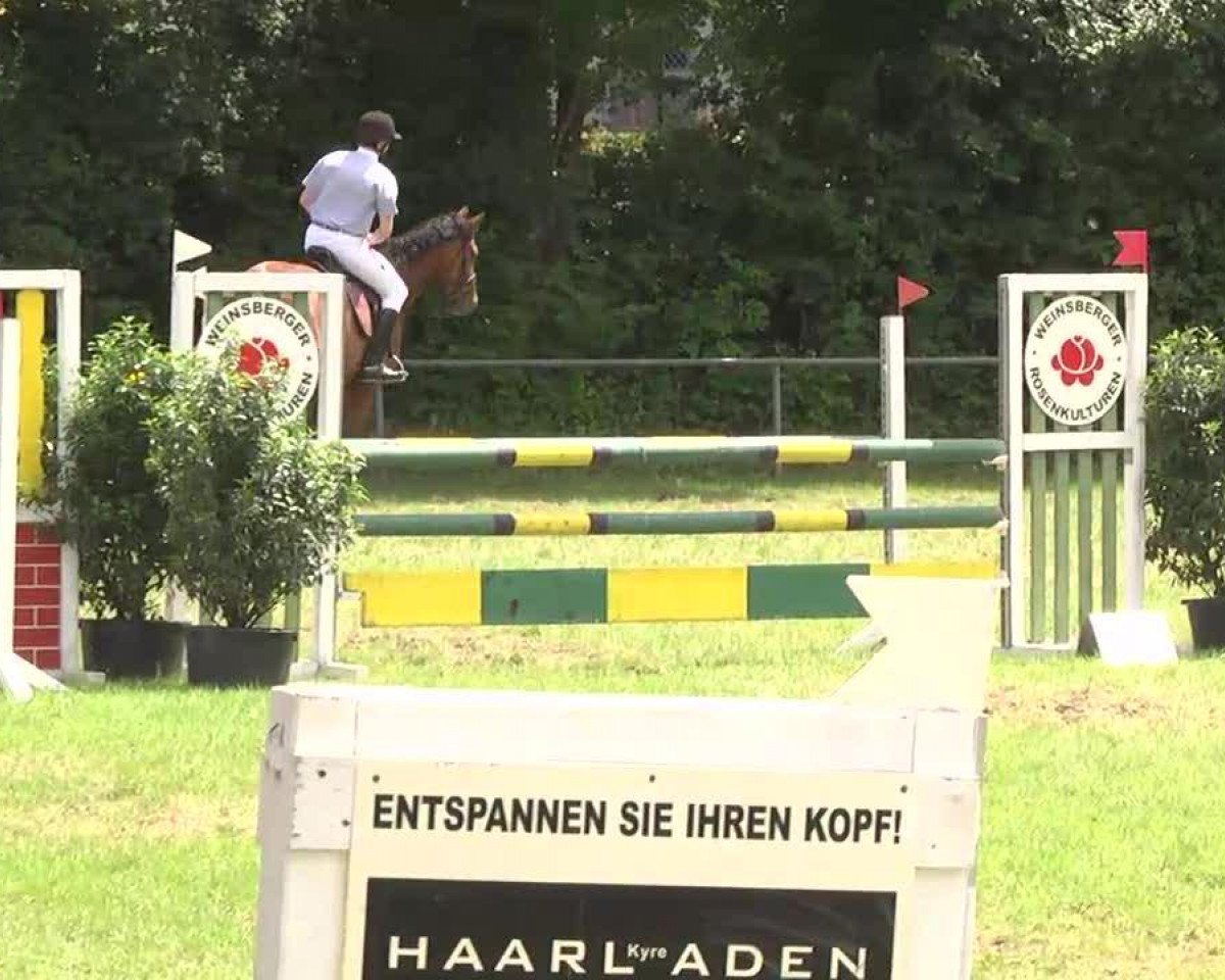 jumper Allegro Amico (Württemberger, 2000, from Alcazaro)