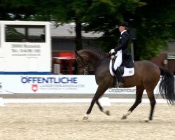 dressage horse Sternenfänger (Oldenburg, 2005, from Sir Donnerhall I)