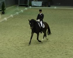 dressage horse Corlando 47 (Hanoverian, 2003, from Contendro I)