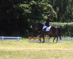 dressage horse Pira (German Riding Pony, 2000, from Anydale Martien)