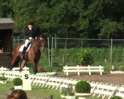 dressage horse Rumira Larina (Oldenburg, 2003, from Don Larino 171 FIN)