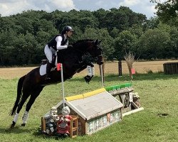 dressage horse Sissi (Westphalian, 2016, from Spielberg)