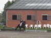 dressage horse Spongebob 2 (Westphalian, 2005, from Sandro Hit)