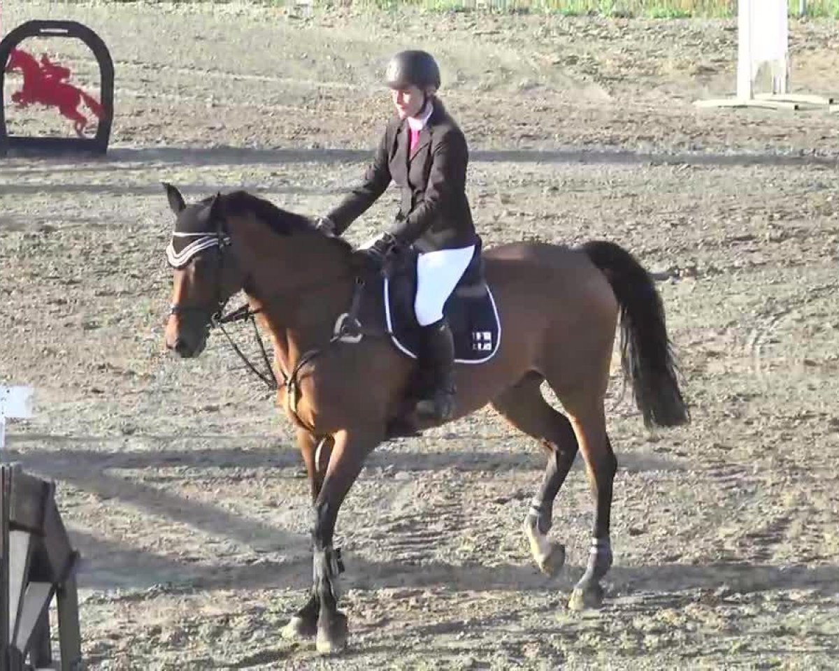 Springpferd Newcomer 10 (Holsteiner, 2003, von Newton)
