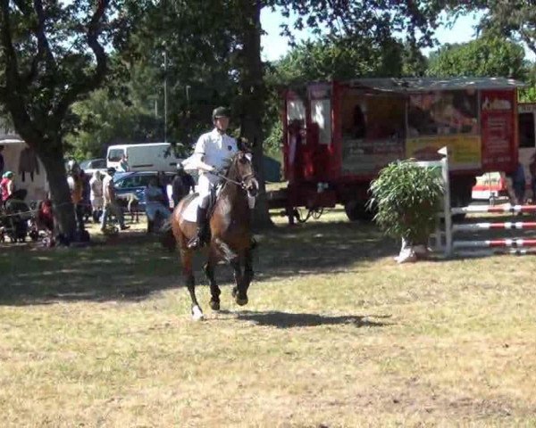 Springpferd Caretinchen (Holsteiner, 1999, von Caretino)