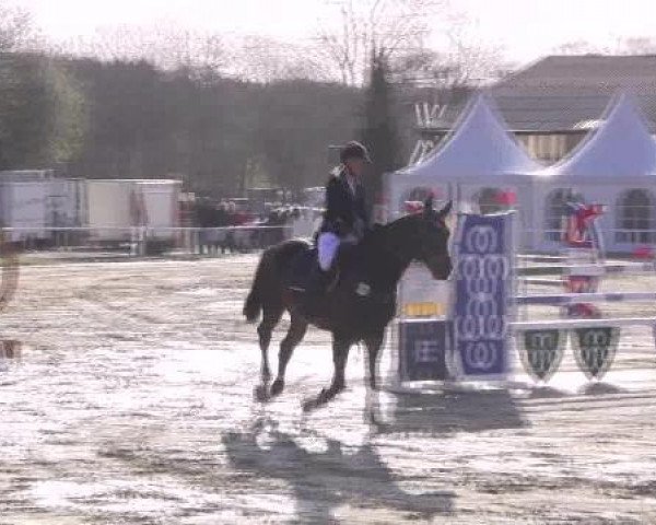 jumper Giesenhof's Emirates (Hanoverian, 2003, from Eremias)