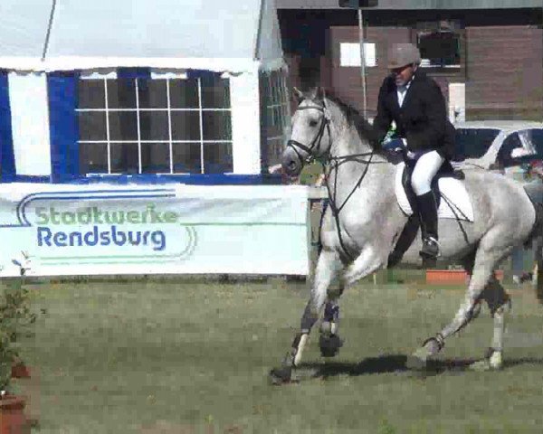 Pferd Ronny 338 (Holsteiner, 2001, von Corrado II)