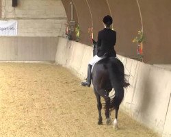 dressage horse Duncan MacLeod (Holsteiner, 2001, from Dream of Glory)