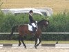 dressage horse Dominant 118 (Bavarian, 2001, from Diamond Hit)