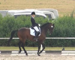 dressage horse Dominant 118 (Bavarian, 2001, from Diamond Hit)